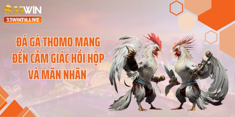Đá gà Thomo mang đến cảm giác hồi hộp và mãn nhãn 